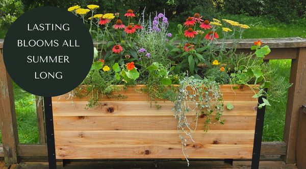 5 fiori che continuano a fiorire per tutta l'estate senza eliminare i fiori appassiti